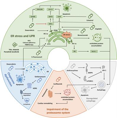 From cancer therapy to cardiac safety: the role of proteostasis in drug-induced cardiotoxicity